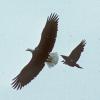 common-raven-attacking-bald-eagle