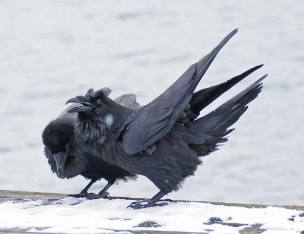 common-raven-behavior