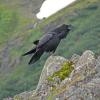 common-raven-calling-in-the-alpine