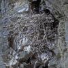 common-raven-cliff-nest-with-three-chicks