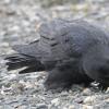 common-raven-eating-barnacles