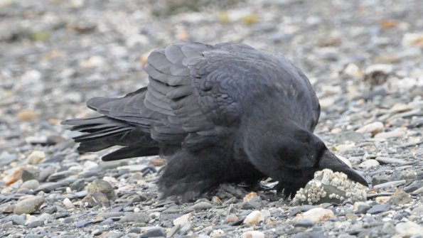 common-raven-eating-barnacles
