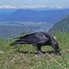 common-raven-feeding-in-the-alpine