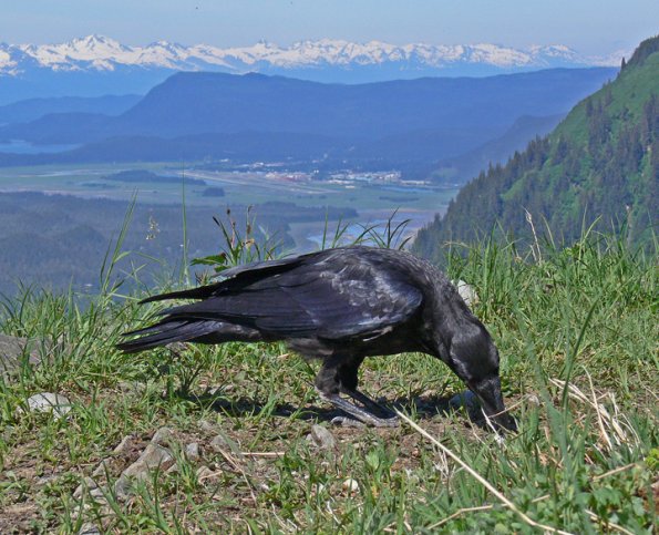 common-raven-feeding-in-the-alpine