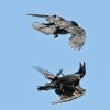 common-raven-flying-upside-down