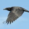 common-raven-in-flight-3