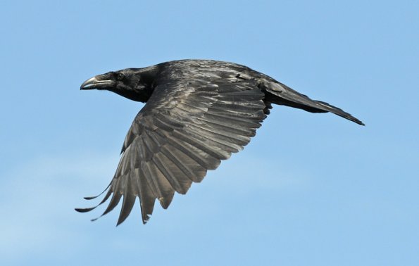 common-raven-in-flight-3