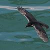 common-raven-in-flight-over-water