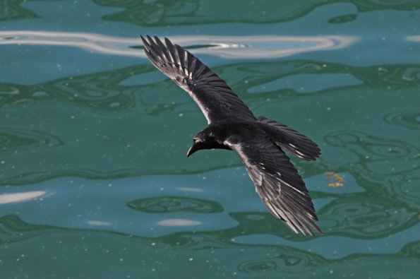 common-raven-in-flight-over-water