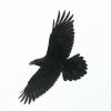 common-raven-in-flight-underneath-photo