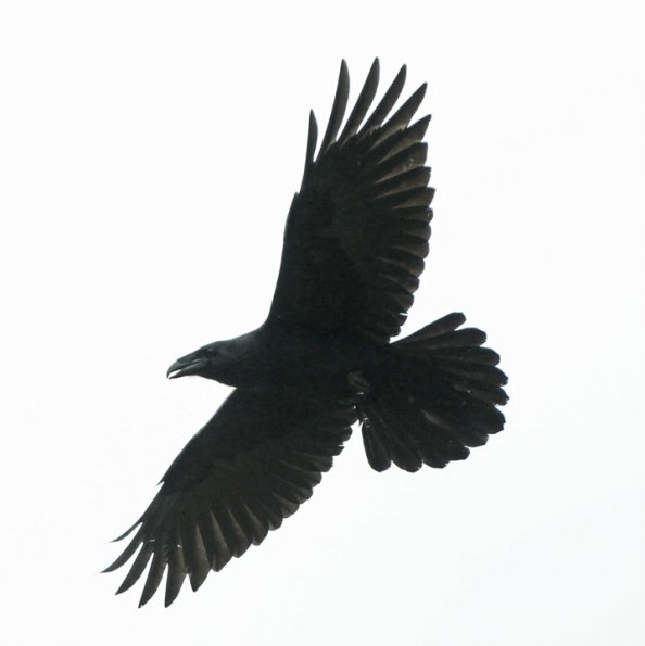 common-raven-in-flight-underneath-photo