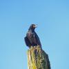 common-raven-overheating-on-a-sunny-day-in-juneau