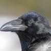 common-raven-portrait-3