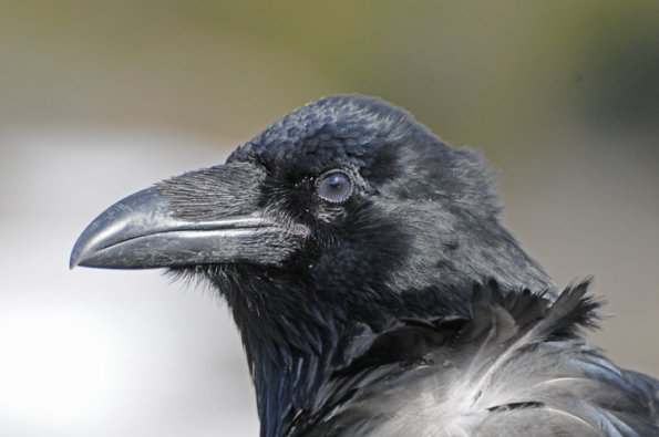 common-raven-portrait-3