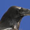 common-raven-portrait
