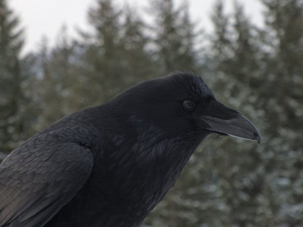 common-raven-portrait_1331138733