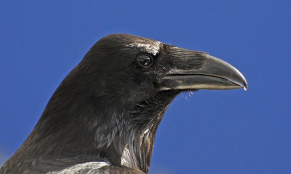 common-raven-portrait