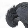 common-raven-preening