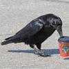 common-raven-with-raven-s-brew-coffee-cup