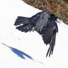 common-raven-with-snowball