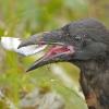 common-raven-youngster-with-fish-skin