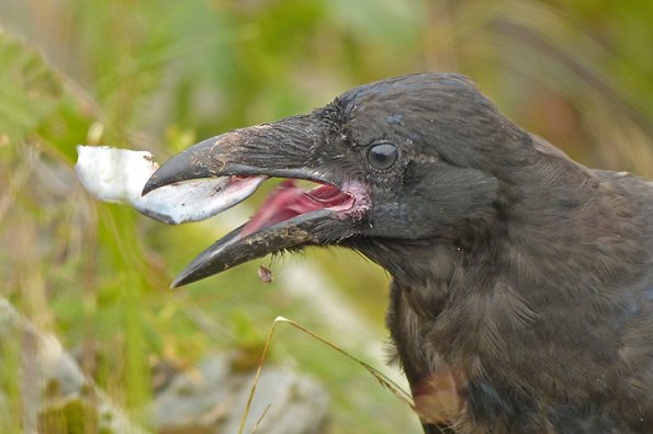 common-raven-youngster-with-fish-skin
