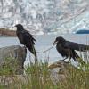 common-raven-youngsters-along-mendenhall-lake
