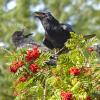 common-ravens-feeding-on-european-mtn.-ash-berries