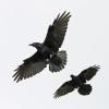 common-ravens-flying-together