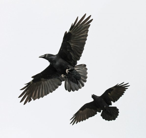 common-ravens-flying-together