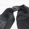 common-ravens-grooming-2