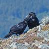common-ravens-interacting-gold-ridge-june-9-2013