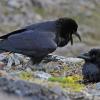 common-ravens-interacting-in-the-alpine