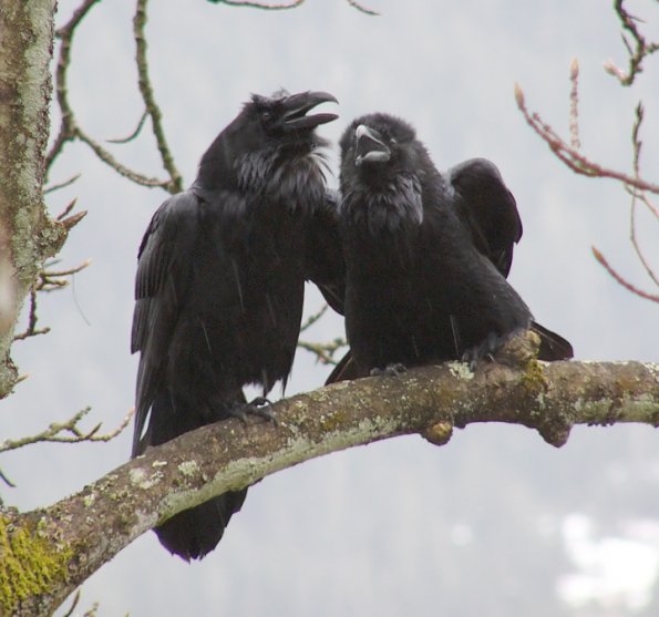 common-ravens-talking-to-each-other