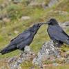 common-ravens-touching-beaks