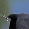 crow-with-branch