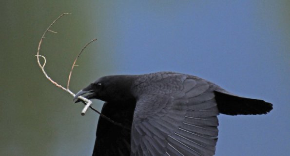 crow-with-branch