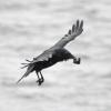 crow-with-mussel