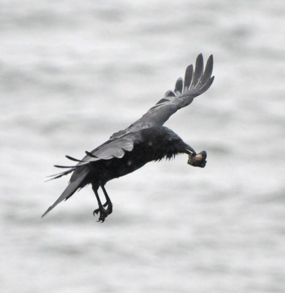 crow-with-mussel