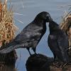 crows-interacting