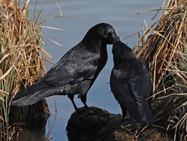 crows-interacting