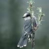 gray-jay-adult-2