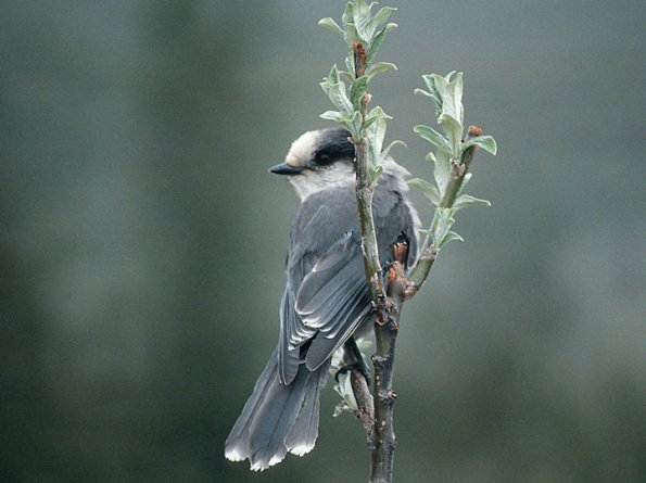gray-jay-adult-2