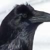 northern-raven-profile