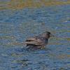 northwestern-crow-bathing