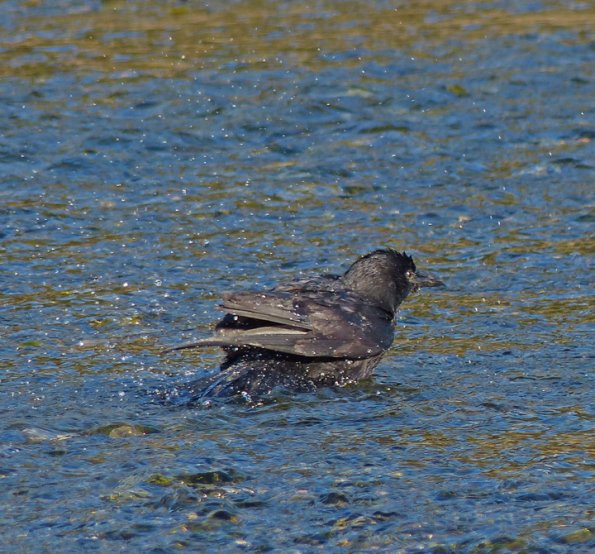 northwestern-crow-bathing