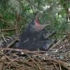 northwestern-crow-chicks