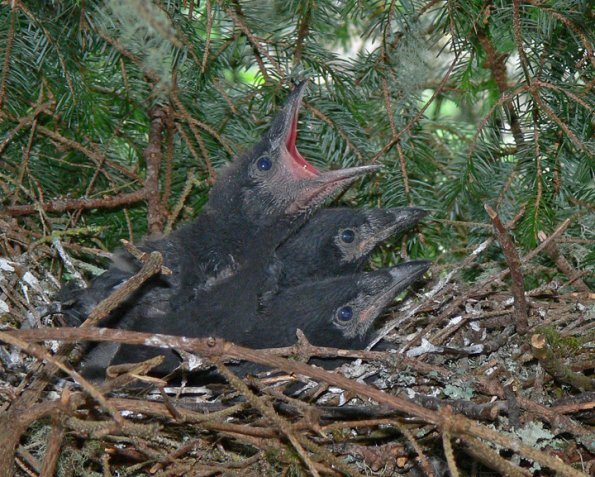 northwestern-crow-chicks