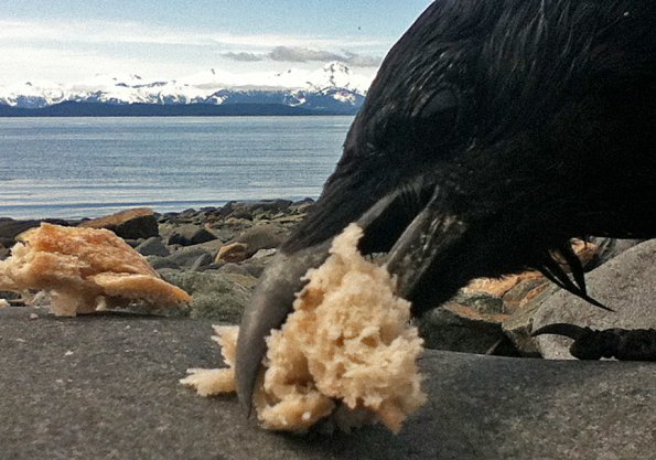 northwestern-crow-eating-handout