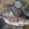 northwestern-crow-feeding-on-salmon-carcass